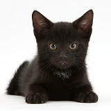 Black kitten, 8 weeks old