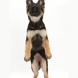 Alsatian pup standing on hind legs