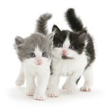 Black-and-white and grey-and-white kittens