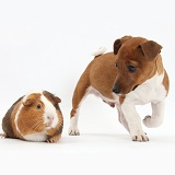 Jackahuahua pup and Guinea pig