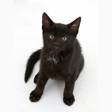 Black kitten, 8 weeks old, sitting