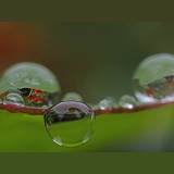 Raindops on a Nasturtium leaf