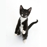 Black-and-white kitten looking up