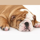 Sleeping Bulldog pup, 8 weeks old