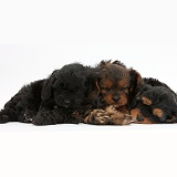 Sleeping black-and-tan Cavapoo pups