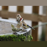 Goldfinch drinking