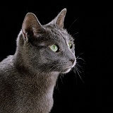 Russian Blue female cat in profile on black background