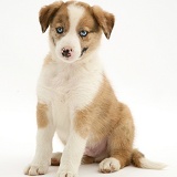 Blue-eyed red merle Border Collie puppy