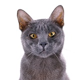 Korat cat portrait