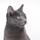 Russian Blue female cat in profile