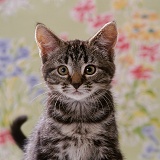 Portrait of tabby kitten, 8 weeks old