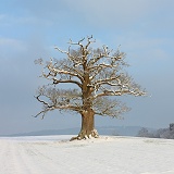 Ockley Oak - Winter 2012