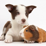 Chocolate Border Collie bitch pup and Guinea pig