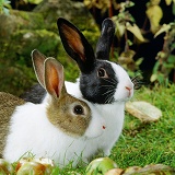 Agouti and black Dutch rabbits
