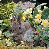 Baby bunny among Primroses