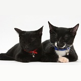 Sleepy Black and black-and-white kittens, with collars
