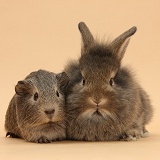 Baby agouti rabbit and Guinea pig on beige background