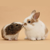 Baby rabbit and Guinea pig 'kissing' on beige background