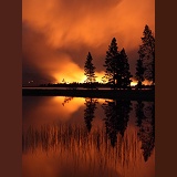 Forest fire at night with silhouette trees