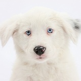 Mostly white Border Collie pup