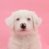 Mostly white Border Collie pup, on pink background