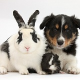 Tricolour Border Collie pup with rabbit and Guinea pig