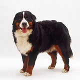 Bernese Mountain Dog bitch, 10 months old, standing