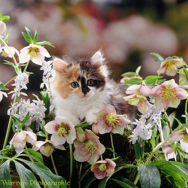 Calico kitten among flowers