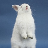 Young white rabbit standing up on blue background