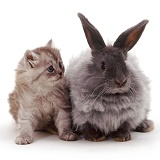 Smoke Persian-cross kitten with blue Angora-cross rabbit
