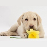 Yellow Labrador Retriever pup lying with a daffodil