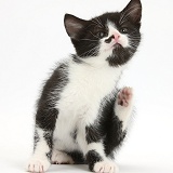 Black-and-white kitten scratching
