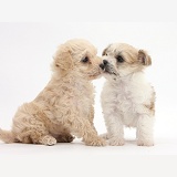 Bichon x Yorkie pups, kissing