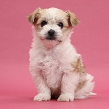 Cute Bichon x Yorkie pup on pink background