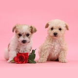 Cute Bichon x Yorkie pups with rose on pink background