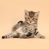 Cute tabby kitten, 6 weeks old, on beige background