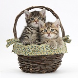 Cute tabby kittens, 6 weeks old, in a wicker basket
