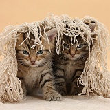 Cute tabby kittens, 6 weeks old, under a shawl