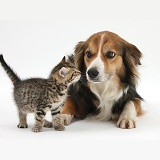 Cute tabby kitten and Border Collie