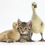 Cute tabby kitten with yellow goslings