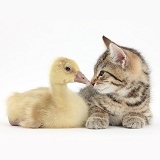 Cute tabby kitten with yellow gosling