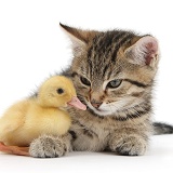 Cute tabby kitten with yellow duckling