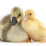 Yellow gosling and duckling together