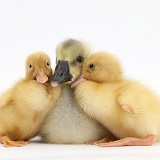 Yellow gosling and ducklings