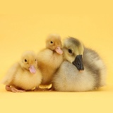 Yellow gosling and ducklings on yellow background