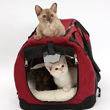 Burmese kittens in and on a cat carrier