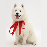 White Japanese Spitz dog wearing a red bow