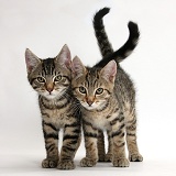 Tabby kittens walking in together