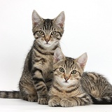 Tabby kittens lounging together