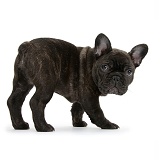 Dark brindle French Bulldog pup